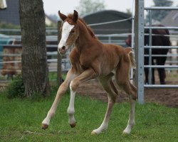 Zuchtstute Marry Lou Naseweiß (Deutsches Reitpony, 2019, von Santo Domingo)