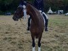 dressage horse Wincero 3 (Hanoverian, 2004, from Wolkenstein II)