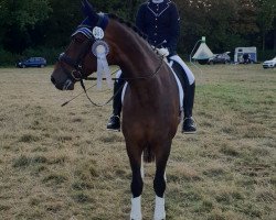 dressage horse Wincero 3 (Hannoveraner, 2004, from Wolkenstein II)