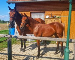 jumper Petite Noblesse BR (Oldenburg show jumper, 2018, from Cullinan du Borget B)