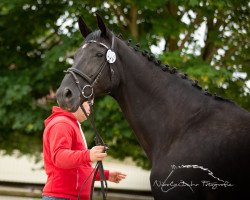 broodmare Welltress (Hanoverian, 2005, from Warkant)