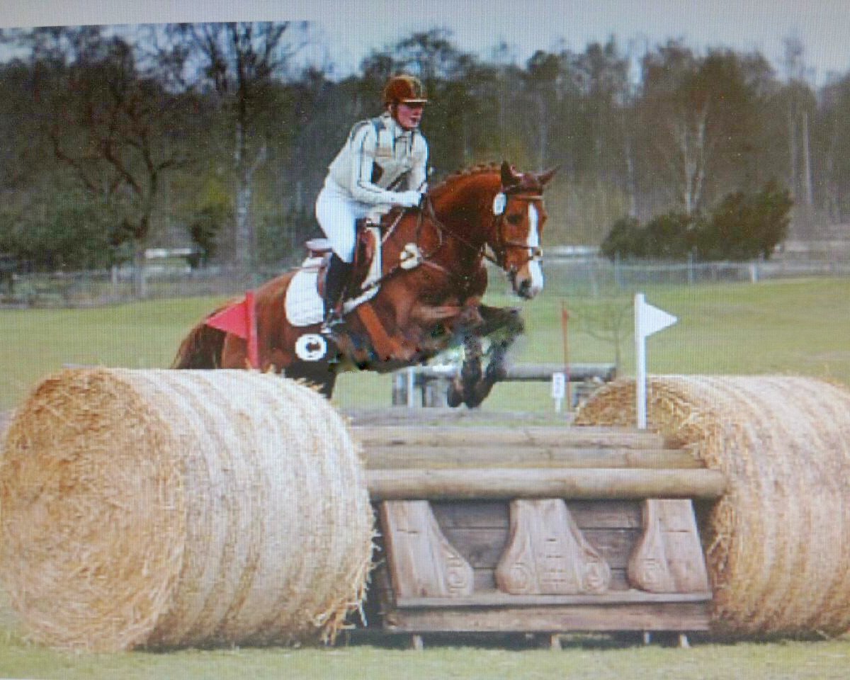 Springpferd Equilibrium (Hannoveraner, 2005, von Embassy I)