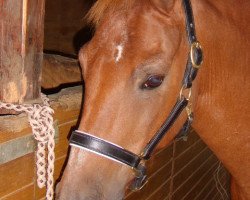 horse Rekord (German Riding Pony, 1986, from Rafael)