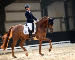 dressage horse Del Sognio (Hanoverian, 2014, from Dimaggio)