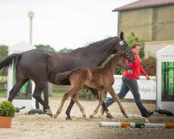 dressage horse Dark Dreams (Westphalian, 2019, from Harmony's de Beau)