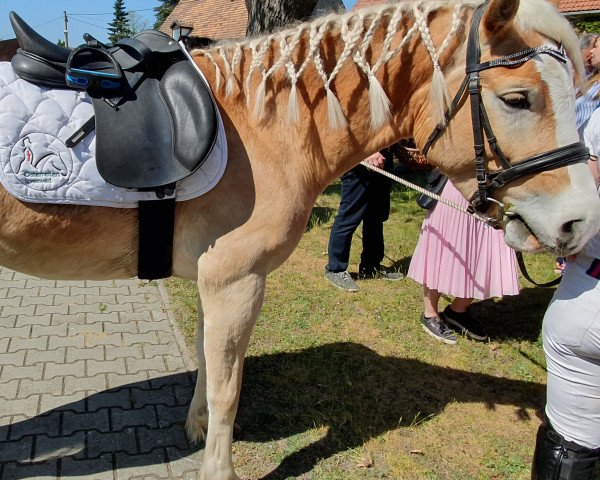 horse Nevito (Haflinger, 2014, from Nevitano)