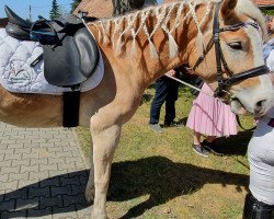 Pferd Nevito (Haflinger, 2014, von Nevitano)