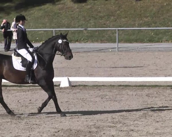 Reitturnier Pforzheim 2016