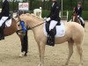 Dressurpferd Guardiola 2 (Deutsches Reitpony, 2012, von Golden Challenge)