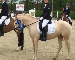 dressage horse Guardiola 2 (German Riding Pony, 2012, from Golden Challenge)