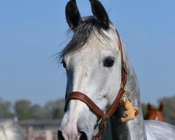 jumper Little Hollywood (German Sport Horse, 2013, from Levkoi)