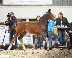 dressage horse Darie (Westphalian, 2019, from De Beau)