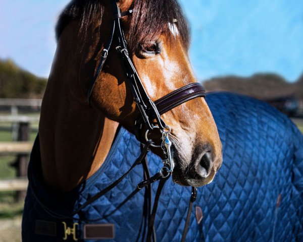 dressage horse Hera297 (Hanoverian, 2013, from Hochadel)