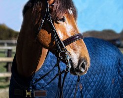 dressage horse Hera297 (Hanoverian, 2013, from Hochadel)