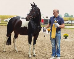 Pferd Viva Luna (Pinto mit Reitpferdepedigree, 2009, von Sunny Boy)