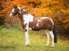 stallion Strahlemann (Pinto / Hunter, 2001, from Sambuco B)