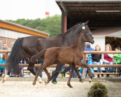 dressage horse Hengst von Sezuan / Stoiber SN (Westphalian, 2019, from Sezuan)