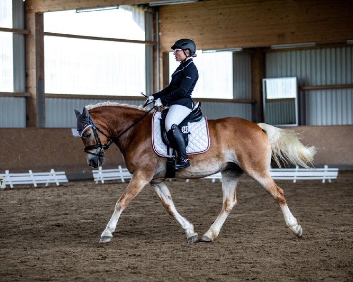 jumper Waluna (6,64% ox) (Edelbluthaflinger, 2012, from Alkatraz)