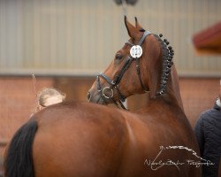 broodmare Chalette d'or BE (Westphalian, 2008, from Chambertin)