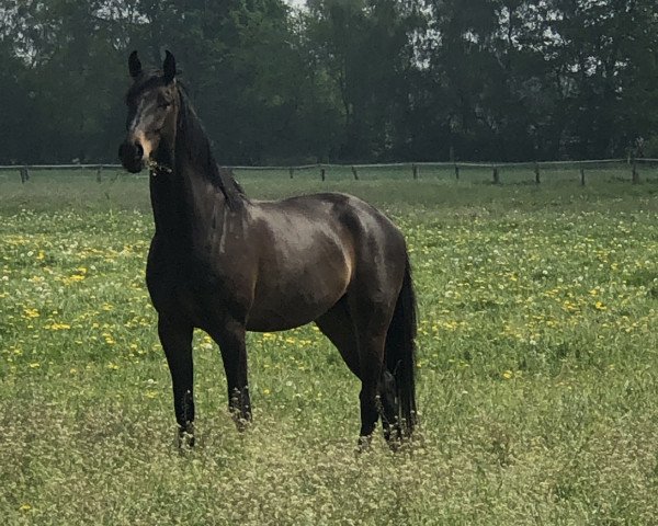 dressage horse Thiago SH (Westphalian, 2015, from Tomahawk)