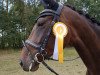 dressage horse Viva Royal (German Sport Horse, 2011, from San Schufro)