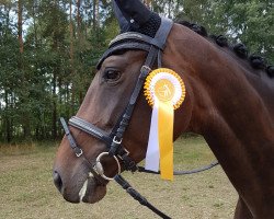 dressage horse Viva Royal (German Sport Horse, 2011, from San Schufro)