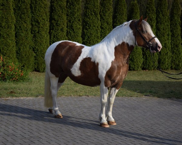 Pferd Delma (Polnisches Kaltblut,  )