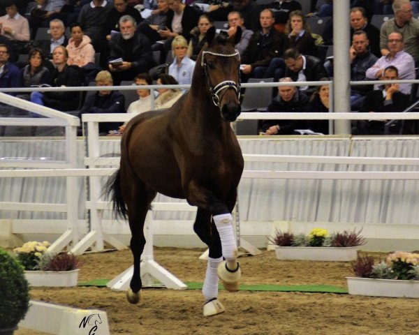stallion Fanatico (Hanoverian, 2016, from For Romance I)