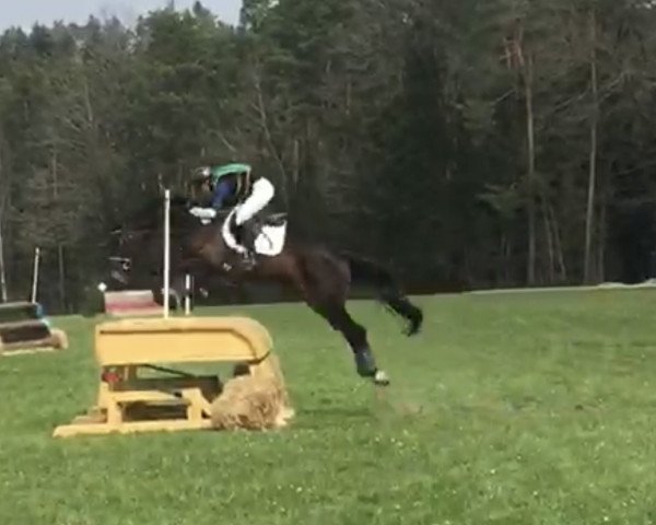 eventing horse Duke's Hachiko (Oldenburg, 2013, from Duke of Hearts xx)