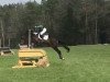 eventing horse Duke's Hachiko (Danish Warmblood, 2013, from Duke of Hearts xx)