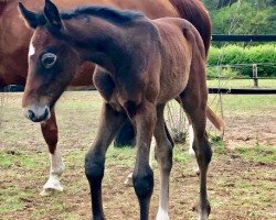 broodmare Caipi Connection (Westphalian, 2019, from Contact Me)