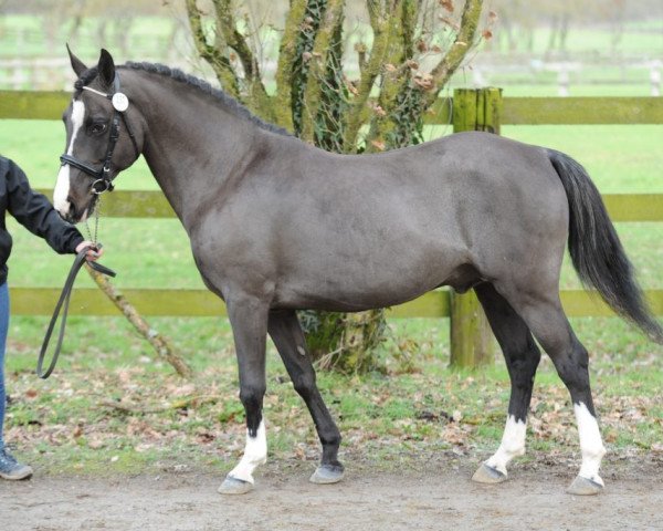 stallion Neicop d'Argent (French Pony, 2001, from Osier du Maury AA)