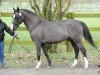 stallion Neicop d'Argent (French Pony, 2001, from Osier du Maury AA)