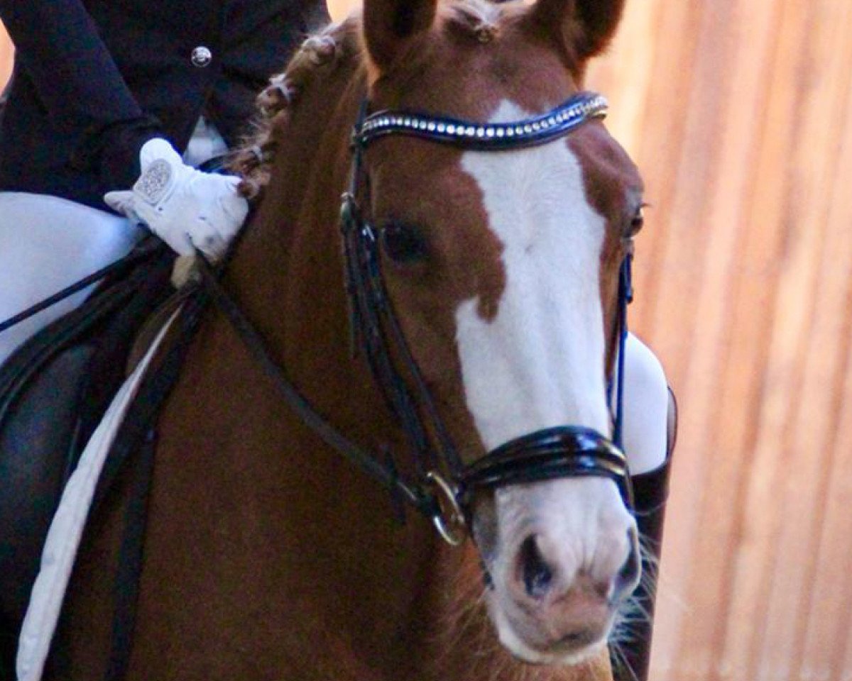 dressage horse Miss Mary Lou (New Forest Pony, 2006, from Snippeling Boy)
