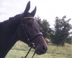 dressage horse Kenzo 63 (Trakehner, 2010, from Singolo)