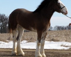 broodmare April Morning Mist (Clydesdale, 2013, from Glencoe Jordon)