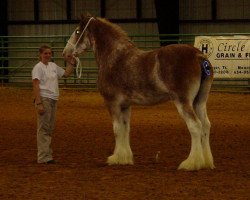 broodmare Annabelle Starr of 2S (Clydesdale, 1999, from Live Oak Grandeur)