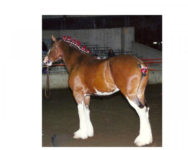 Zuchtstute Anna Rose O'Shea (Clydesdale, 1994, von Northwest Glenords Shea)