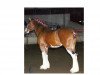 broodmare Anna Rose O'Shea (Clydesdale, 1994, from Northwest Glenords Shea)