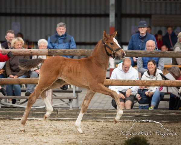 horse Hengst von Classico TN / Lancer II (Westphalian, 2019, from Classico TN)