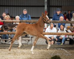 jumper Capitano 114 (Westphalian, 2019, from Classico TN)