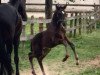 dressage horse Divinio Noir (Oldenburg, 2018, from Glock's Dream Boy)