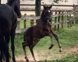 dressage horse Divinio Noir (Oldenburg, 2018, from Glock's Dream Boy)