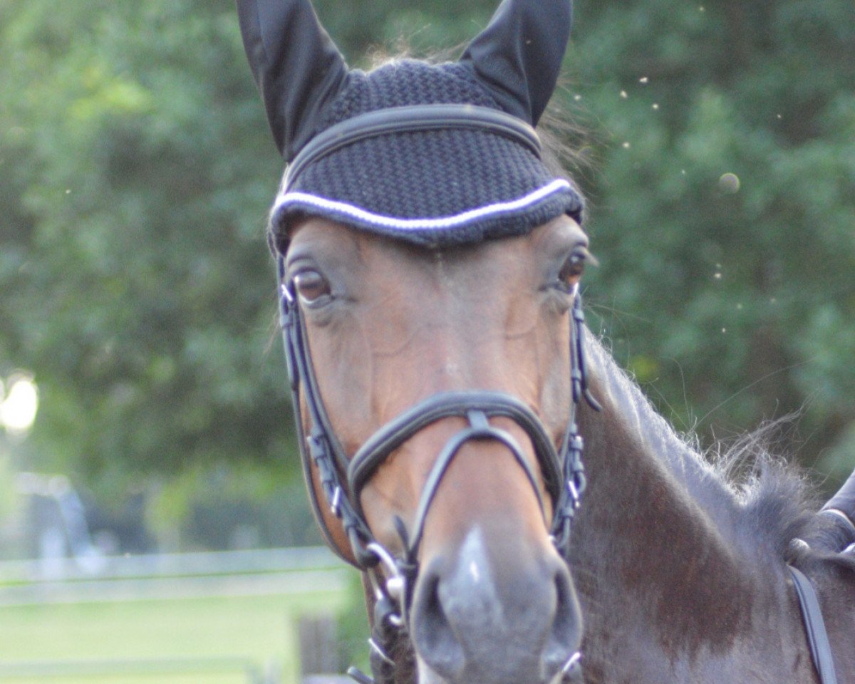 broodmare Classik Touch 2 (Rhinelander, 2008, from Captain Fire)