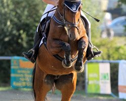 Springpferd Amazing Amelie (Holsteiner, 2011, von Acadius)