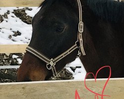 broodmare Britta W (KWPN (Royal Dutch Sporthorse), 2006, from Dollar du Murier)