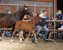 Springpferd Talinea W (Westfale, 2019, von Taloubet Z)