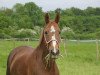 broodmare Ziottie (KWPN (Royal Dutch Sporthorse), 2004, from Tenerife)