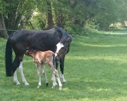 broodmare Charisma (Westphalian, 2010, from Cristallo I)