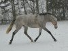 broodmare Garriguera (Pura Raza Espanola (PRE), 2011, from Embustero X)